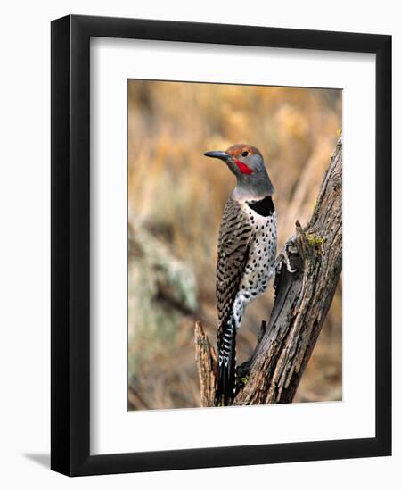 Northern Flicker, Oregon, USA-Charles Sleicher-Framed Premium Photographic Print