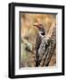 Northern Flicker, Oregon, USA-Charles Sleicher-Framed Premium Photographic Print