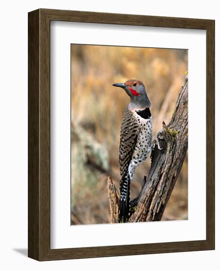 Northern Flicker, Oregon, USA-Charles Sleicher-Framed Photographic Print