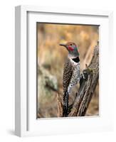 Northern Flicker, Oregon, USA-Charles Sleicher-Framed Photographic Print