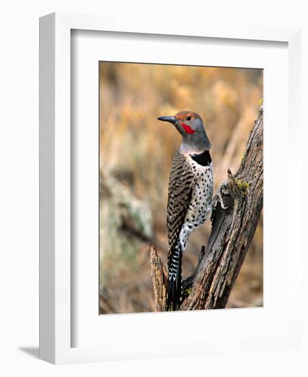 Northern Flicker, Oregon, USA-Charles Sleicher-Framed Photographic Print