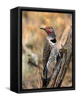 Northern Flicker, Oregon, USA-Charles Sleicher-Framed Stretched Canvas