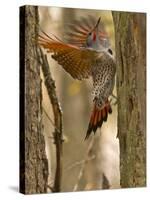 Northern Flicker Searching for Food in Old Tree Trunk in Whitefish, Montana, Usa-Chuck Haney-Stretched Canvas