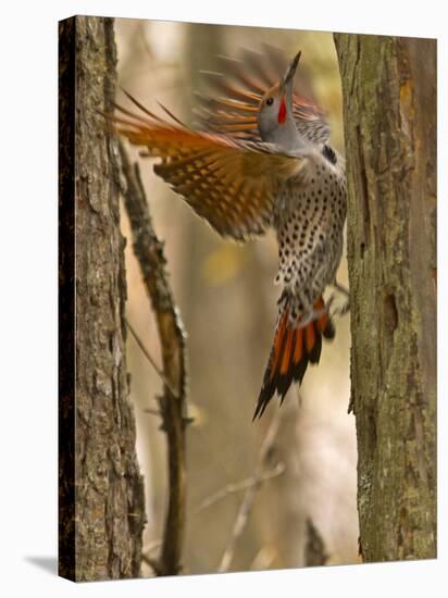 Northern Flicker Searching for Food in Old Tree Trunk in Whitefish, Montana, Usa-Chuck Haney-Stretched Canvas