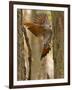 Northern Flicker Searching for Food in Old Tree Trunk in Whitefish, Montana, Usa-Chuck Haney-Framed Photographic Print