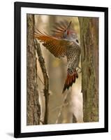 Northern Flicker Searching for Food in Old Tree Trunk in Whitefish, Montana, Usa-Chuck Haney-Framed Photographic Print