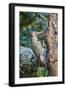 Northern Flicker-Gary Carter-Framed Premium Photographic Print