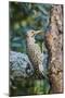 Northern Flicker-Gary Carter-Mounted Premium Photographic Print