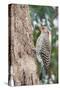 Northern Flicker-Gary Carter-Stretched Canvas