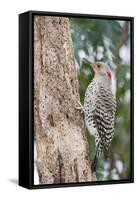 Northern Flicker-Gary Carter-Framed Stretched Canvas