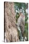 Northern Flicker-Gary Carter-Stretched Canvas