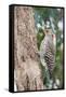 Northern Flicker-Gary Carter-Framed Stretched Canvas