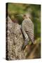 Northern Flicker-Gary Carter-Stretched Canvas