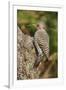 Northern Flicker-Gary Carter-Framed Premium Photographic Print