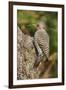 Northern Flicker-Gary Carter-Framed Premium Photographic Print