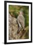 Northern Flicker-Gary Carter-Framed Premium Photographic Print