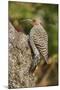 Northern Flicker-Gary Carter-Mounted Premium Photographic Print