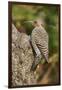 Northern Flicker-Gary Carter-Framed Premium Photographic Print