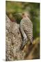 Northern Flicker-Gary Carter-Mounted Premium Photographic Print