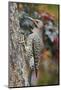 Northern Flicker-Gary Carter-Mounted Photographic Print