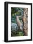 Northern Flicker-Gary Carter-Framed Photographic Print