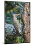 Northern Flicker-Gary Carter-Mounted Photographic Print