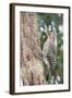 Northern Flicker-Gary Carter-Framed Photographic Print