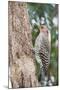 Northern Flicker-Gary Carter-Mounted Photographic Print