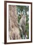 Northern Flicker-Gary Carter-Framed Photographic Print