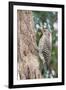 Northern Flicker-Gary Carter-Framed Photographic Print