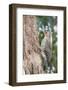 Northern Flicker-Gary Carter-Framed Photographic Print