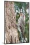 Northern Flicker-Gary Carter-Mounted Photographic Print