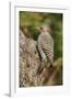 Northern Flicker-Gary Carter-Framed Photographic Print