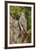 Northern Flicker-Gary Carter-Framed Photographic Print