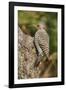 Northern Flicker-Gary Carter-Framed Photographic Print