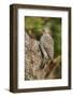 Northern Flicker-Gary Carter-Framed Photographic Print