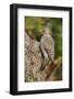 Northern Flicker-Gary Carter-Framed Photographic Print