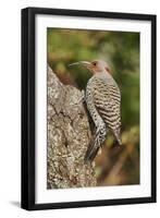 Northern Flicker-Gary Carter-Framed Photographic Print