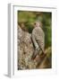 Northern Flicker-Gary Carter-Framed Photographic Print