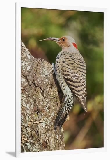 Northern Flicker-Gary Carter-Framed Photographic Print