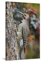 Northern Flicker-Gary Carter-Stretched Canvas