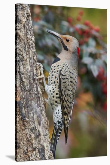 Northern Flicker-Gary Carter-Stretched Canvas