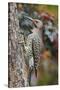 Northern Flicker-Gary Carter-Stretched Canvas