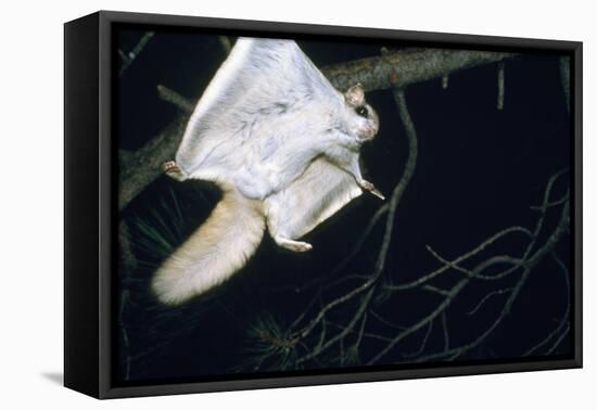 Northern Flying Squirrel Flying-null-Framed Stretched Canvas