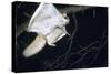 Northern Flying Squirrel Flying-null-Stretched Canvas