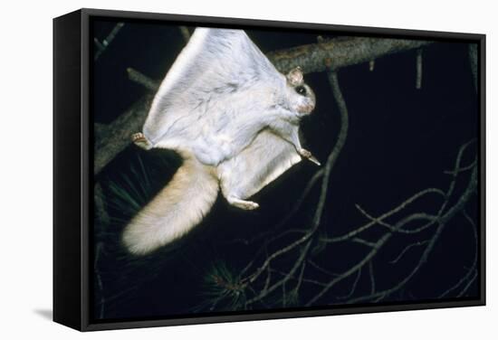 Northern Flying Squirrel Flying-null-Framed Stretched Canvas