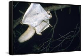 Northern Flying Squirrel Flying-null-Framed Stretched Canvas