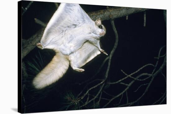 Northern Flying Squirrel Flying-null-Stretched Canvas