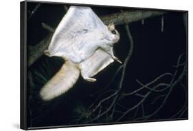 Northern Flying Squirrel Flying-null-Framed Photographic Print