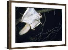 Northern Flying Squirrel Flying-null-Framed Photographic Print